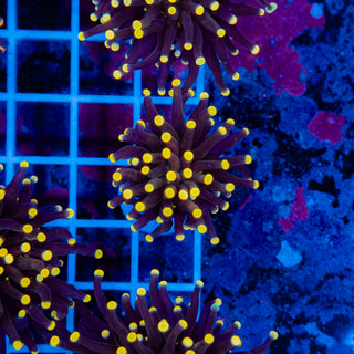 Malaysian Yellow Tip Joker Torch 921