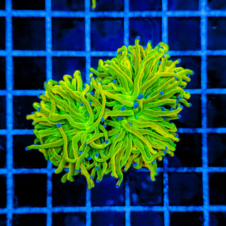 24K HOLY GRAIL TORCH (2 HEADS) 986