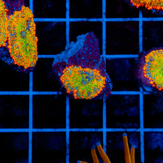 Firestorm Rhodactis 902