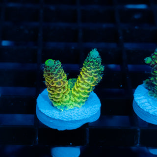 Solar Venom Mille 1087