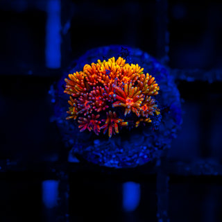 Goni Of The Gods G346