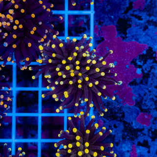 Malaysian Yellow Tip Joker Torch 923