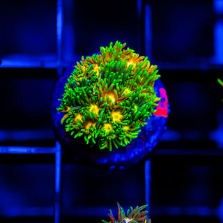 Solar Blaze Goni G269