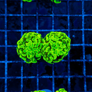 TOXIC SPLATTER HAMMER (2 HEADS) 323