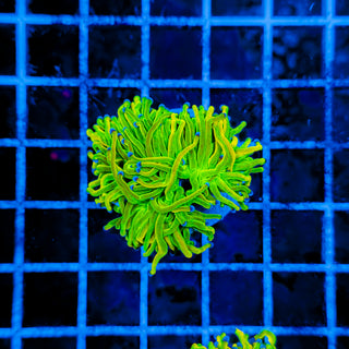 24K HOLY GRAIL TORCH (2 HEADS) 988