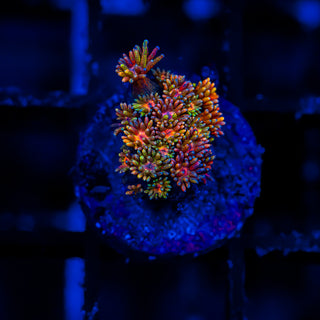 Goni Of The Gods G347