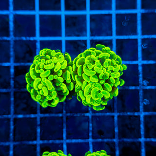 TOXIC SPLATTER HAMMER (2 HEADS) 322