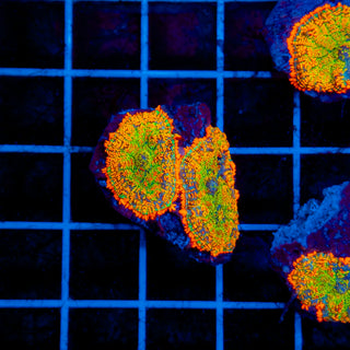 Firestorm Rhodactis 901