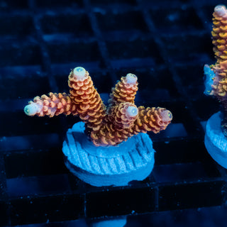 Ember Crown Mille 1016