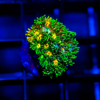 Solar Blaze Goni G270