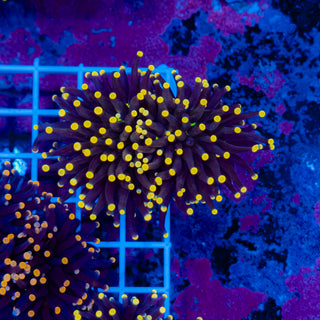 Malaysian Yellow Tip Joker Torch 922 (2 Heads)