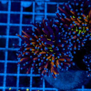 TIGER KNICKS TORCH 928