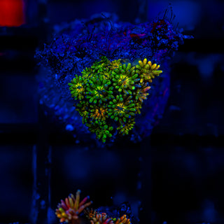 Goni Of The Gods G343