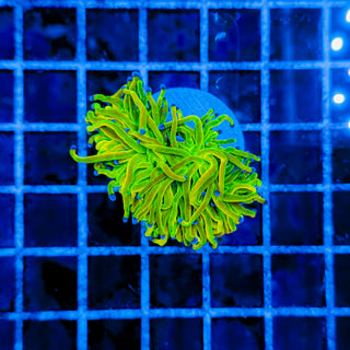 24K HOLY GRAIL TORCH (SPLITTING) 987