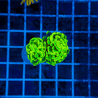 TOXIC SPLATTER HAMMER (2 HEADS) 324