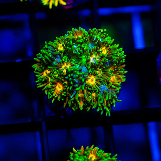 Solar Blaze Goni G271