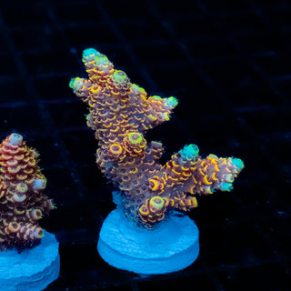 Ember Crown Mille 1015