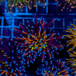 TIGER KNICKS TORCH 927