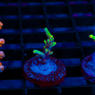 Starlight Speciosa 396