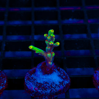 Starlight Speciosa 395