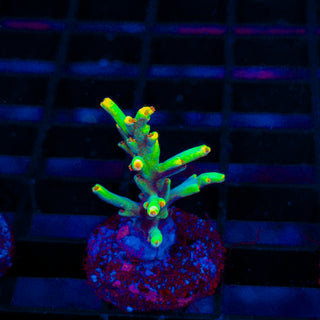 Starlight Speciosa 394