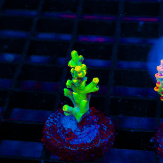 Starlight Speciosa 393