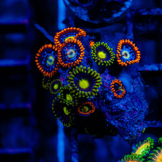 Fire + Ice Combo F416