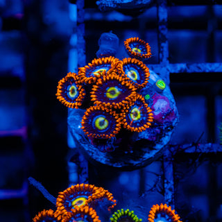 Fire + Ice Combo F417