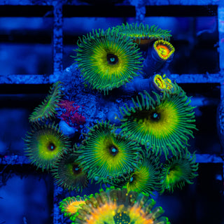 Beauty & the Beast F418