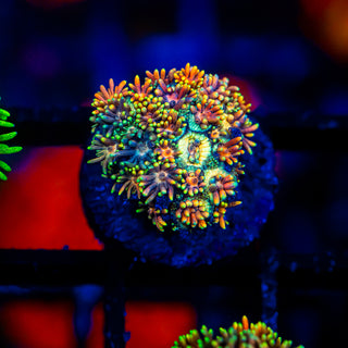 Goni Of The Gods G344