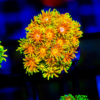 Solar Blaze Goni G272