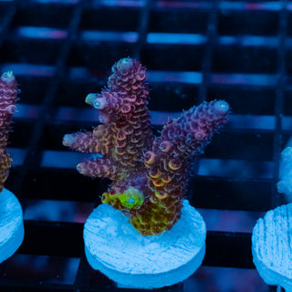 Violet Surge Mille 1050