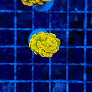 HOLY GRAIL HAMMER 325