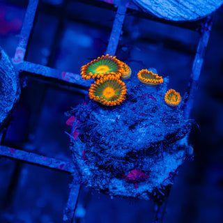 Green Bay Packers F424