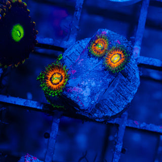 Rainbow Incinerators F425