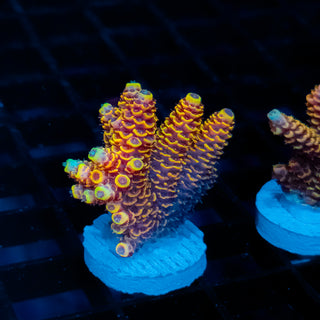 Ember Crown Mille 1013