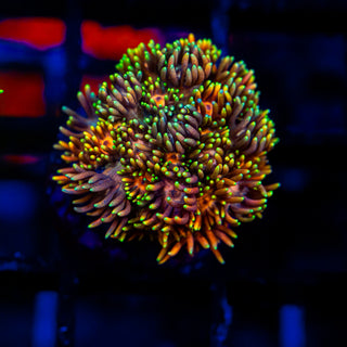 Goni Of The Gods G345