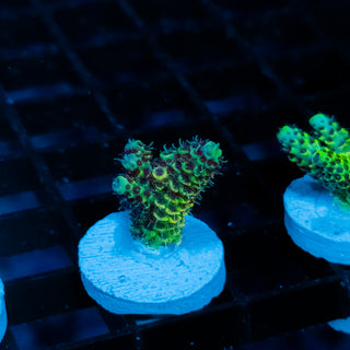 Solar Venom Mille 1084