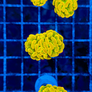 HOLY GRAIL HAMMER 330