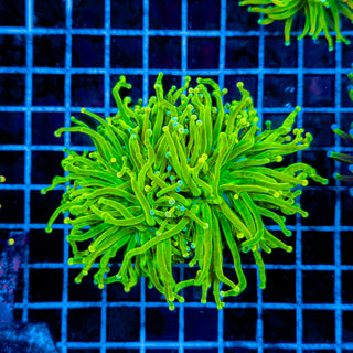 GOLDILOCKS TORCH (2 HEADS) 930