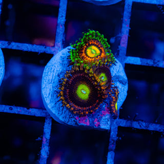 SBB Hephaestus Combo F429