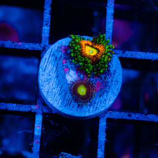 SBB Hephaestus Combo F430