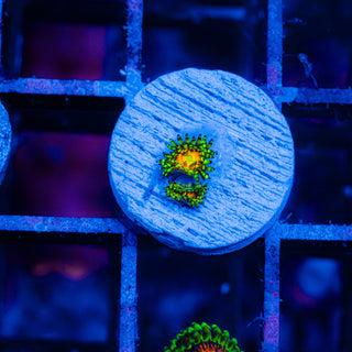 Rainbow Incinerator F435