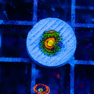 Rainbow Incinerator F436