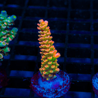 Ultimate Orange Passion 371