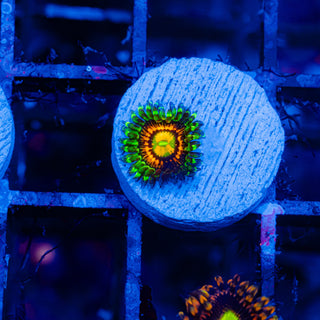 Rainbow Incinerator F437