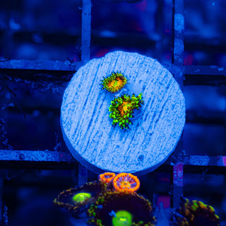 Rainbow Incinerator F438