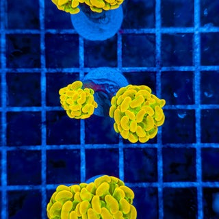 HOLY GRAIL (2 HEADS) HAMMER 327