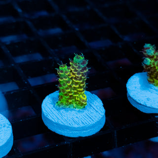 Solar Venom Mille 1083