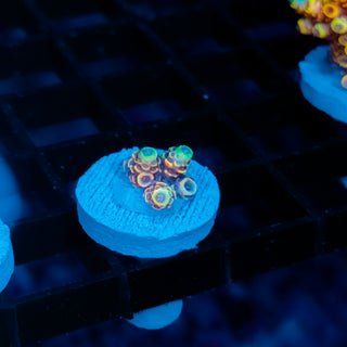 Ember Crown Mille 1012